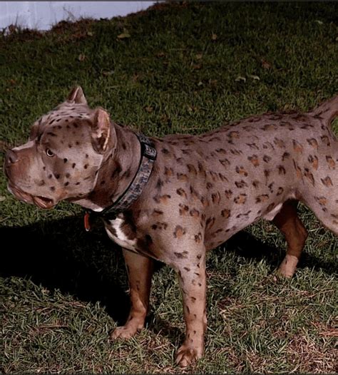 Leopard bully for sale - Crump’s Bullies Scarface is the biggest Extreme XL and also Crump’s Bullies A. Keys is the Baddest XL Bully Pitbull Producer. When you put these to together, you get nothing short of greatness. These two have a pedigree most breeders strive to work towards achieving. 